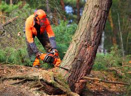 Best Root Management and Removal  in Southside, AR